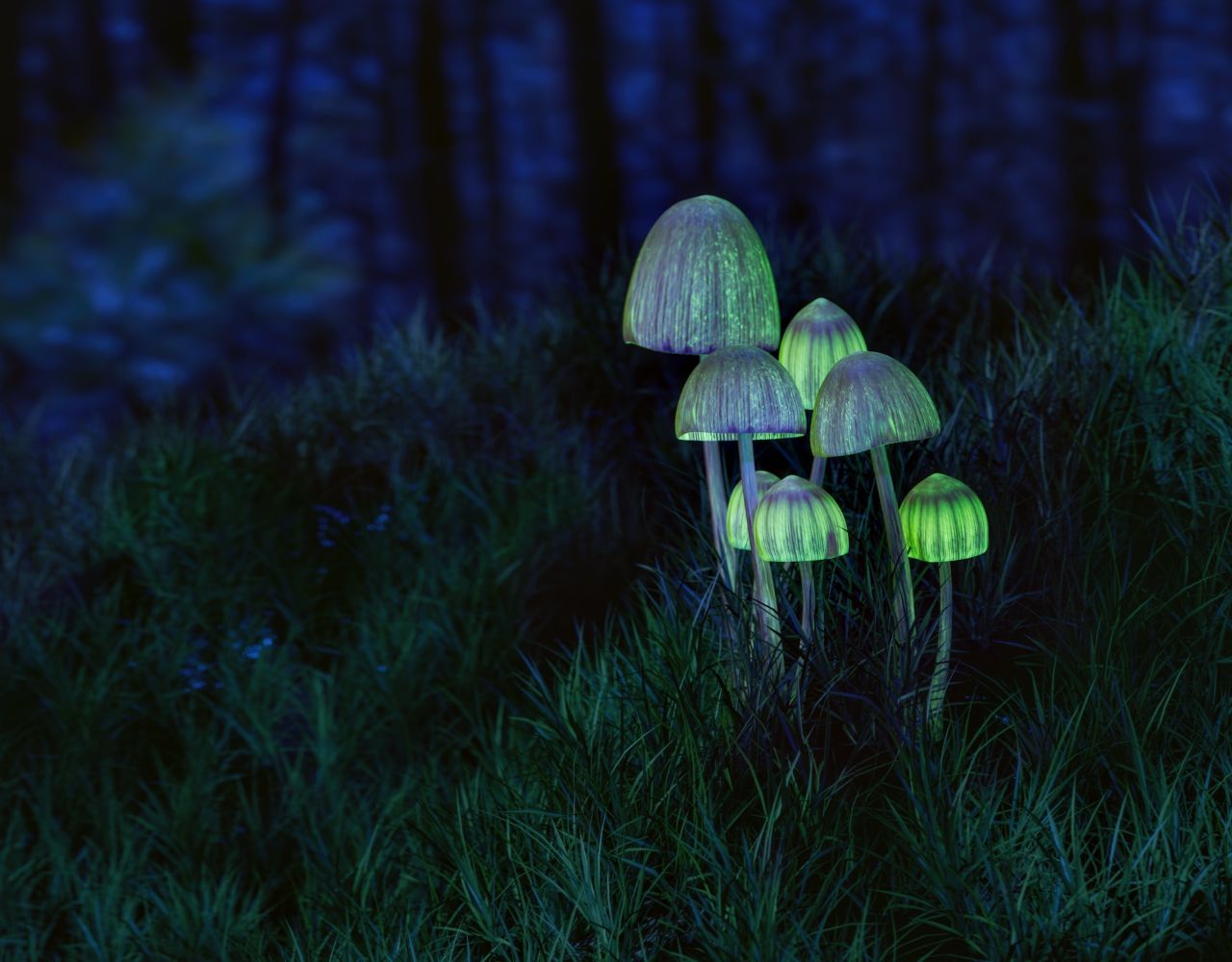 4. Glowing Mushrooms Exist in Forests